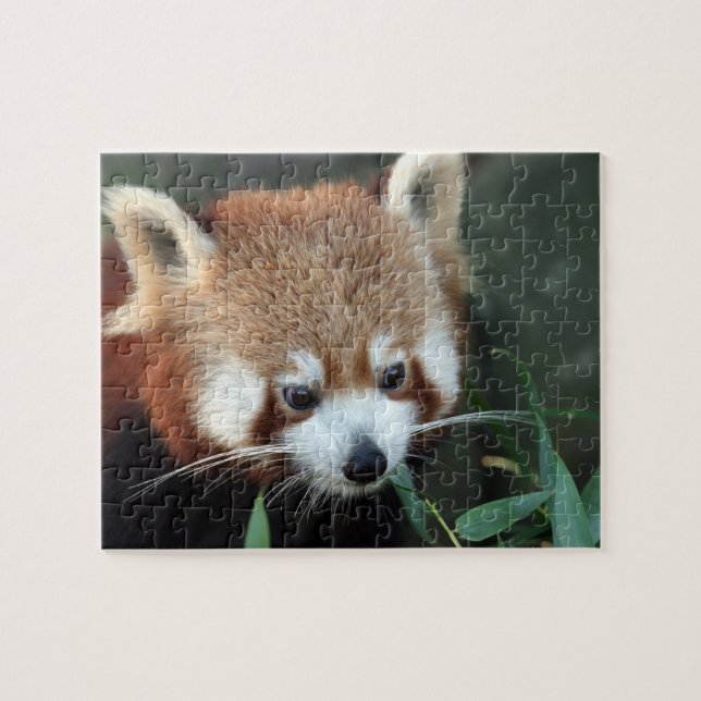 Red Panda, Taronga Zoo, Sydney, Australien Puzzle (Horizontal)