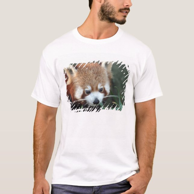 Red Panda, Taronga Zoo, Sydney, Australien T-Shirt (Vorderseite)