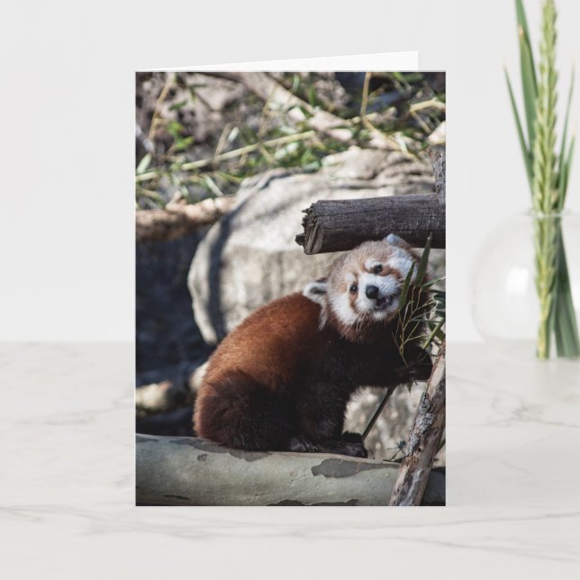 Red Panda und Bamboo Karte (Vorderseite)