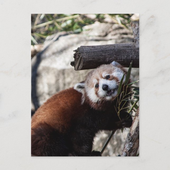 Red Panda und Bamboo Postkarte (Vorderseite)