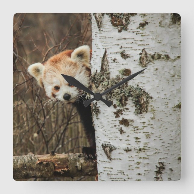 Red Panda Wall Clock Quadratische Wanduhr (Vorderseite)
