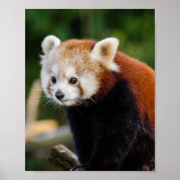 Red Panda Wildlife