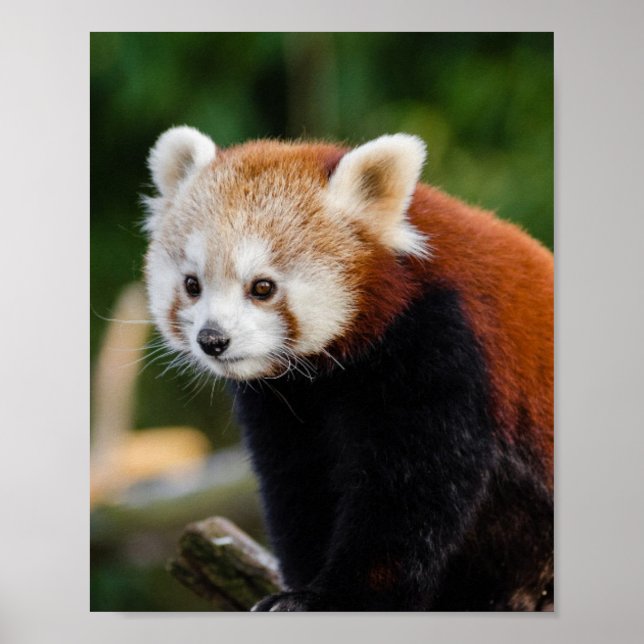 Red Panda Wildlife Poster (Vorne)