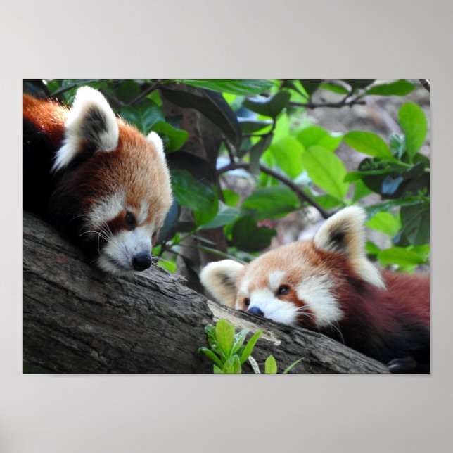 Red Pandas Poster (Vorne)