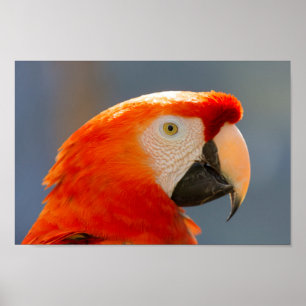 Red Parrot Bird Wildlife Poster