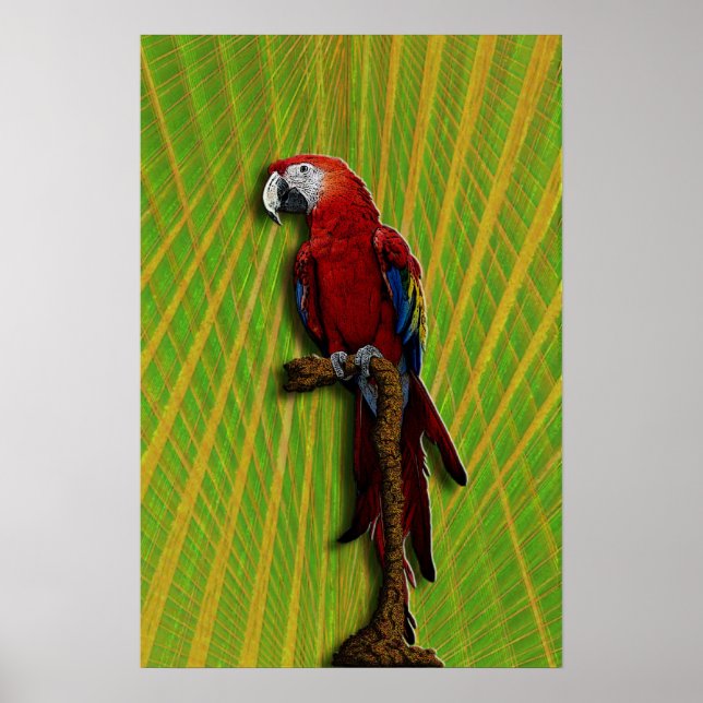 Red Parrot Poster (Vorne)