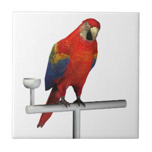 Red Parrot Scarlet Macaw Fliese
