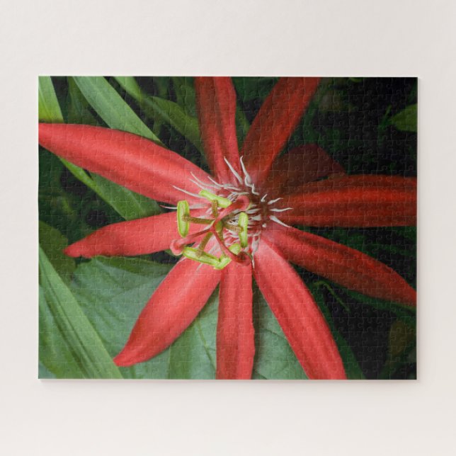 Red Passion Blume in Vollblut Puzzle (Horizontal)
