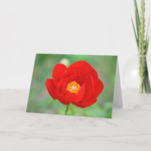 Red Peony Blume Karte
