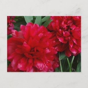 Red Peony Postcard Foto Postkarte