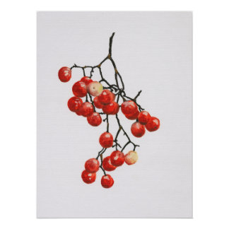 Red Peppercorns - Botanical Study 1 Poster
