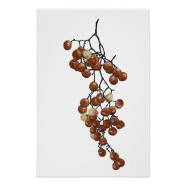 Red Peppercorns - Botanical Study 3 Poster