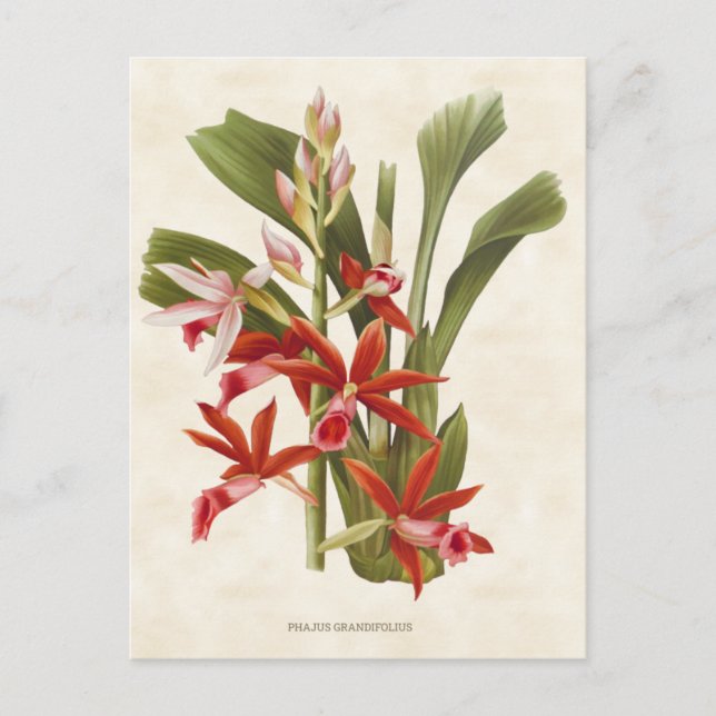 Red Phaius Orchid Vintag Botanisch Postkarte (Vorderseite)