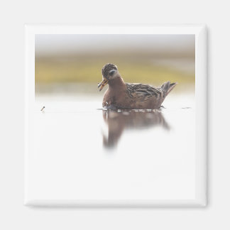 Red Phalarope 2x2 magnet