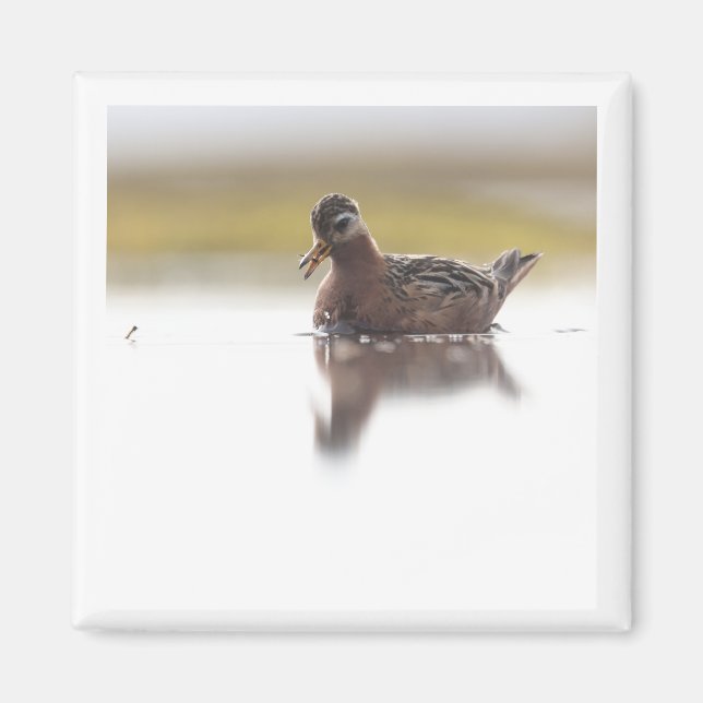Red Phalarope 2x2 magnet (Vorne)