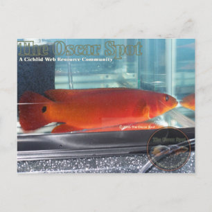 Red Pike Cichlid Postkarte