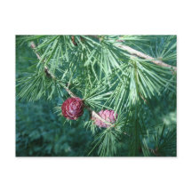 Red Pine Cones | Postkarte