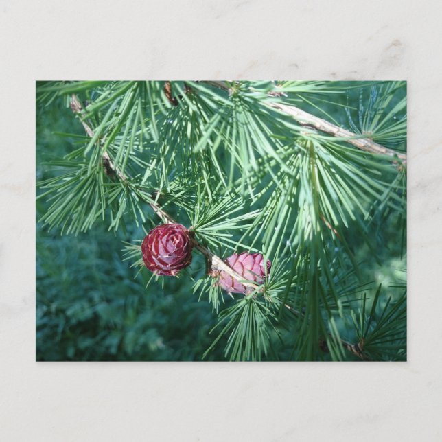 Red Pine Cones | Postkarte (Vorderseite)
