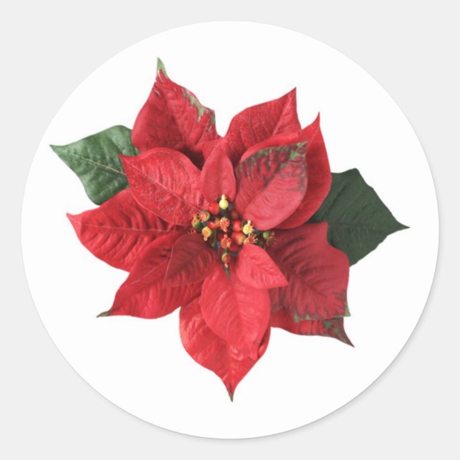 Red Poinsettia auf weißem Weihnachtsaufkleber Runder Aufkleber (Vorderseite)
