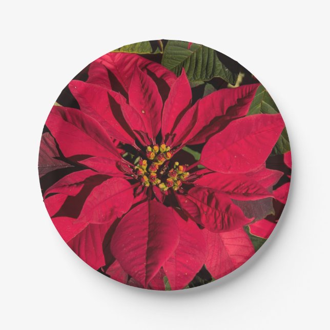 Red Poinsettia Christmas Party Pappteller (Vorderseite)