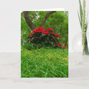 Red Poinsettia Feiertagskarte