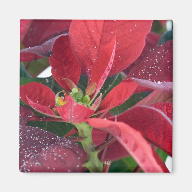 Red Poinsettia - Magnet (Vorne)