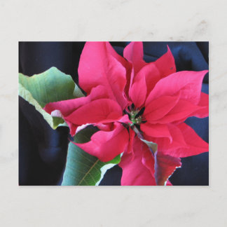 Red Poinsettia Postcard Postkarte
