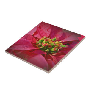 Red Poinsettia - Weihnachten Fliese