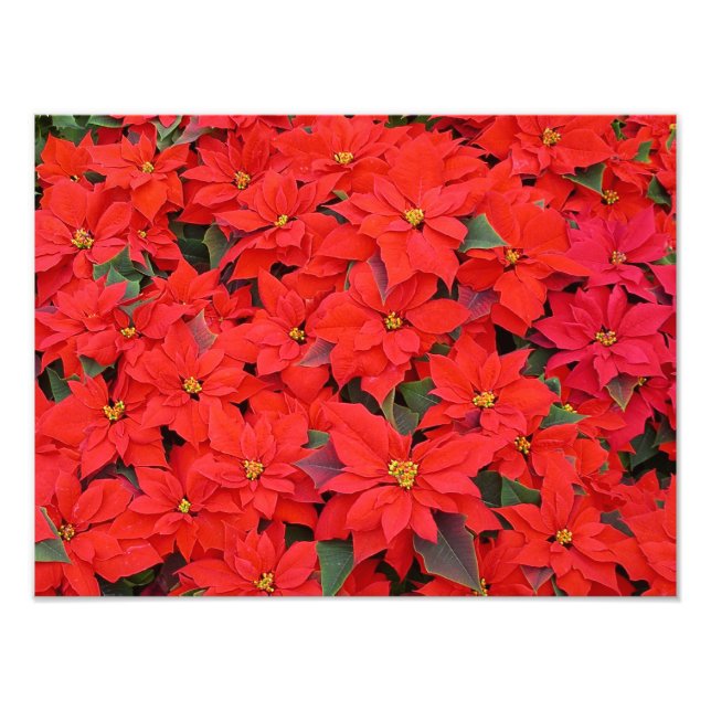 Red Poinsettias I Christmas Holiday Floral Foto (Vorne)