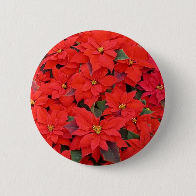 Red Poinsettias I Christmas Holiday Floral Foto Button (Vorderseite)