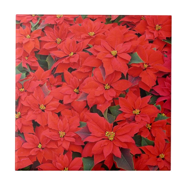 Red Poinsettias I Christmas Holiday Floral Foto Fliese (Vorderseite)