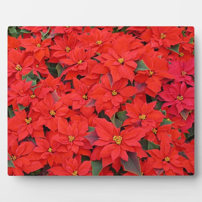 Red Poinsettias I Christmas Holiday Floral Foto Fotoplatte (Vorderseite)