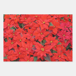 Red Poinsettias I Christmas Holiday Floral Foto Geschenkpapier Set