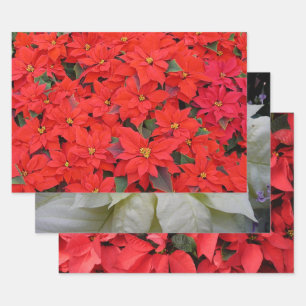 Red Poinsettias I Christmas Holiday Floral Foto Geschenkpapier Set