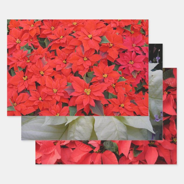 Red Poinsettias I Christmas Holiday Floral Foto Geschenkpapier Set (Set)