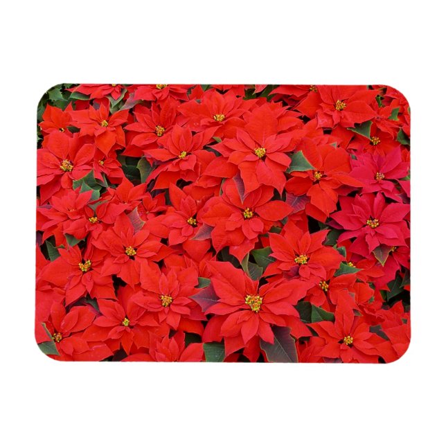 Red Poinsettias I Christmas Holiday Floral Foto Magnet (Horizontal)