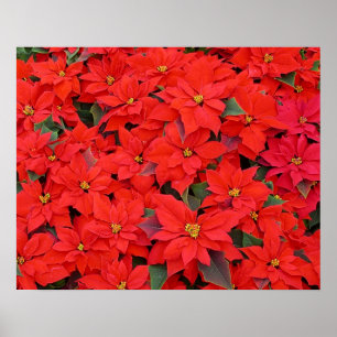 Red Poinsettias I Christmas Holiday Floral Foto Poster
