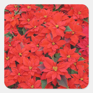 Red Poinsettias I Christmas Holiday Floral Foto Quadratischer Aufkleber