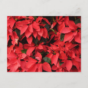 Red Poinsettias II Weihnachtsfeiertage Feiertagspostkarte