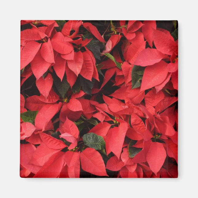 Red Poinsettias II Weihnachtsfeiertage Magnet (Vorne)