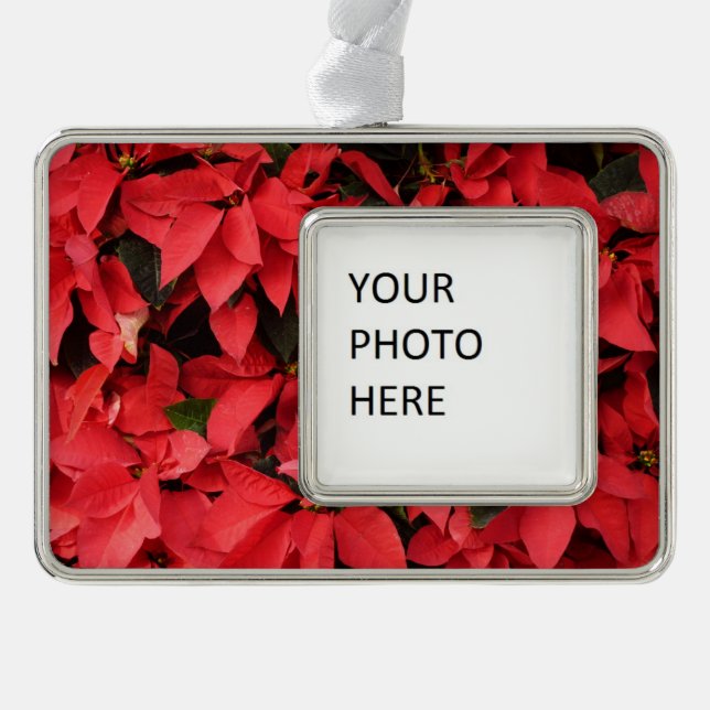 Red Poinsettias II Weihnachtsfeiertage Rahmen-Ornament Silber (Vorderseite)