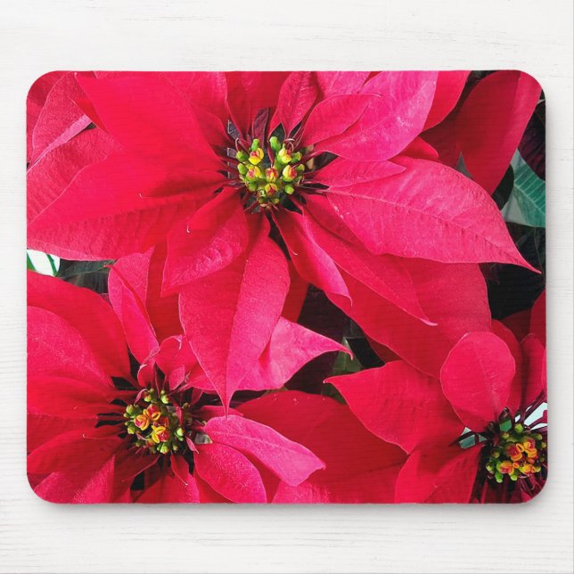 Red Poinsettias Mousepad (Vorne)