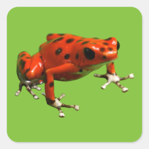 Red Poison Dart Frog Quadratischer Aufkleber