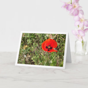 Red Poppe Blume Card Karte