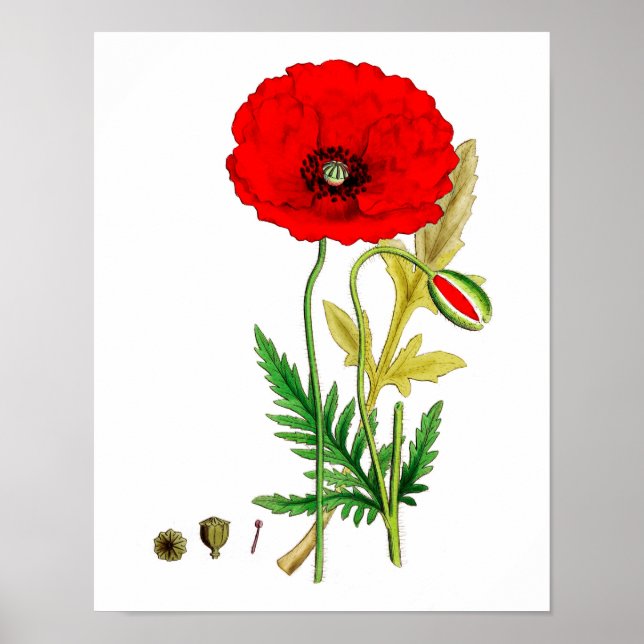 Red Poppe Blume Poster Print #8 (Vorne)