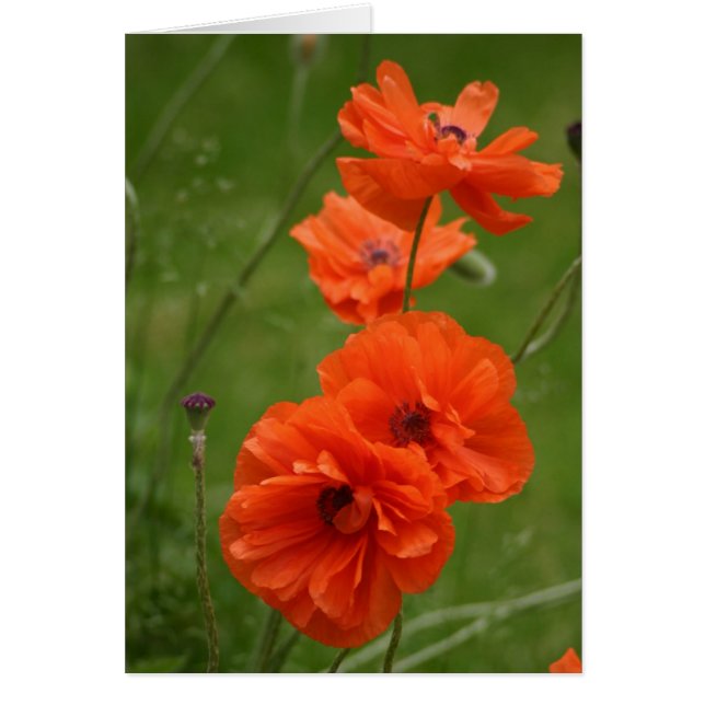 Red Poppies (Vorne)