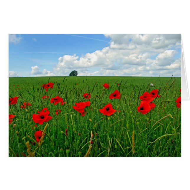 Red Poppies (Vorderseite (Horizontal))