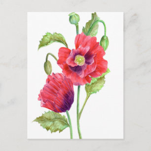 Red Poppies floral Art Postkarte