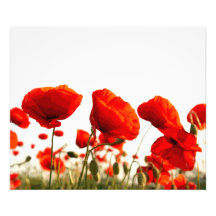 Red Poppies