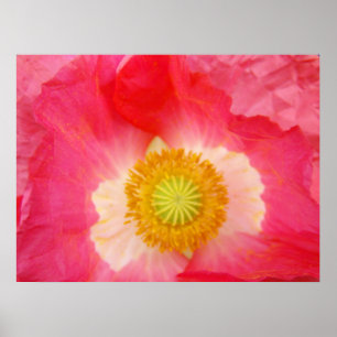 Red Poppies Kunstdrucke Oriental Poppy Blume Poster